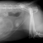 MUNICH, GERMANY - FEBRUARY 23: x-ray image of a stone in the urinary bladder of a dog on February 23, 2011 in Munich, Germany.