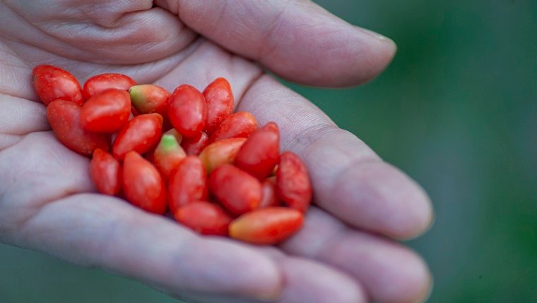 Woman farmer holding goji berry fruit in hands, healthy eating