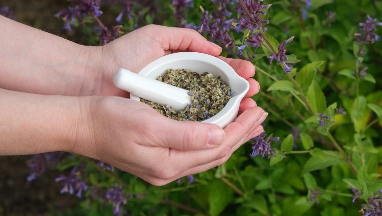 Woman hold in her hands a mortar of Catnip or Nepeta cataria herbs. Blossoming catmint flowers on background.