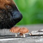 Close-Up Of Dog Smelling Mushrooms