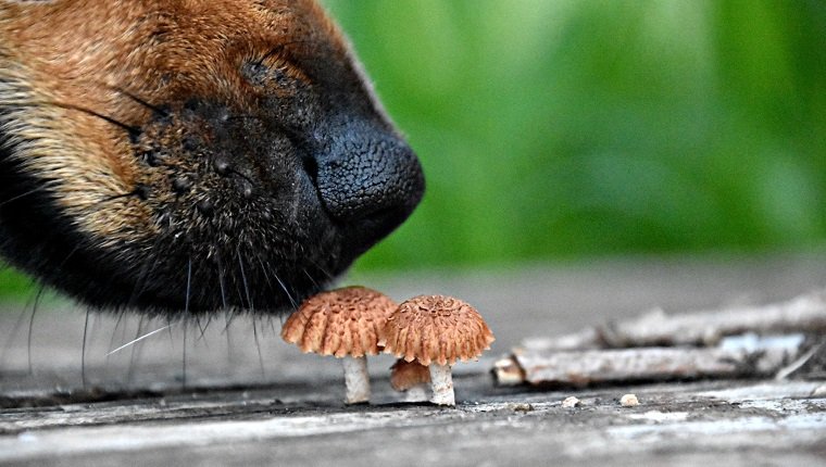 Close-Up Of Dog Smelling Mushrooms
