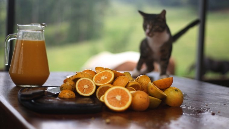 Hausgemachter Orangensaft mit Orangenscheiben und einer Katze im Hintergrund
