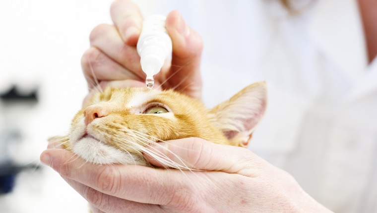 Ingwerkatze bekommt Augentropfen vom Tierarzt