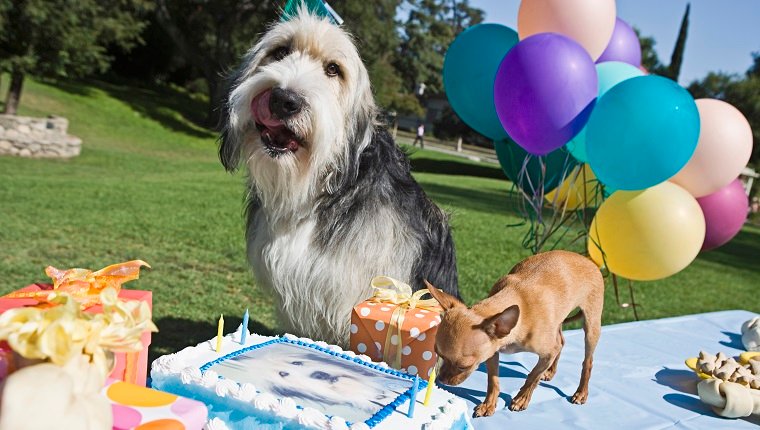 Dogs with birthday cake