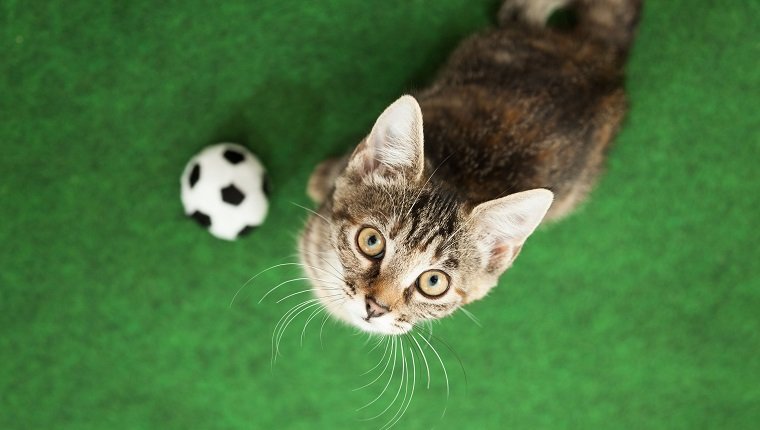 grau getigertes Kätzchen neben Fußball, nach oben schauend, Blick von abvoe, grüner Hintergrund