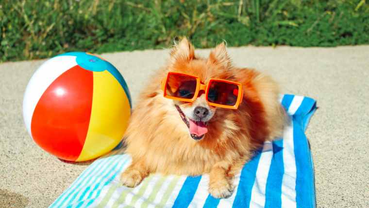 Hund auf Strandtuch im Sommer. schwitzen hunde?