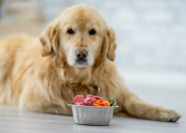 A cute golden retriever dog is laying on the floor in a kitchen. He is looking towards the camera. A bowl of food is in front of him.