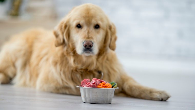 A cute golden retriever dog is laying on the floor in a kitchen. He is looking towards the camera. A bowl of food is in front of him.