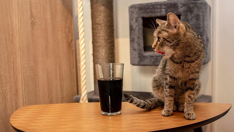 Katzen trinken manchmal ins Glas, weil sie manchmal den süßen Geschmack genießen. Wie schlecht ist Soda für Katzen?