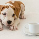 Puppy, Newborn, Dog, Pet, Close-up, American Staffordshire Terrier, cup of coffee / tea, tea invitation. How bad is tea for dogs?