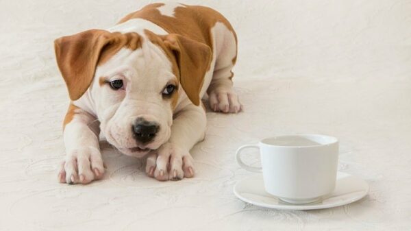 Tränenflecken unter den Augen von Hunden Was sie bedeuten und was Sie