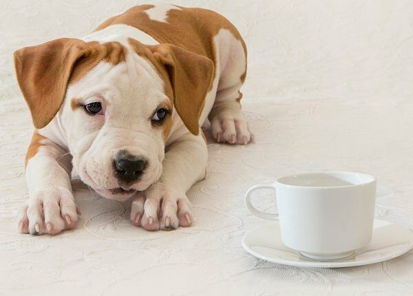 Puppy, Newborn, Dog, Pet, Close-up, American Staffordshire Terrier, cup of coffee / tea, tea invitation. How bad is tea for dogs?