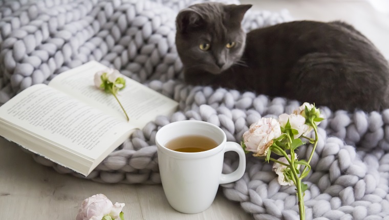 Kleine graue Katze kuschelt sich auf einem handgestrickten grauen Wollteppich neben einer heißen Tasse Tee oder Kräutertee und rosa Rosen auf ein offenes Buch in einem Entspannungskonzept zu Hause