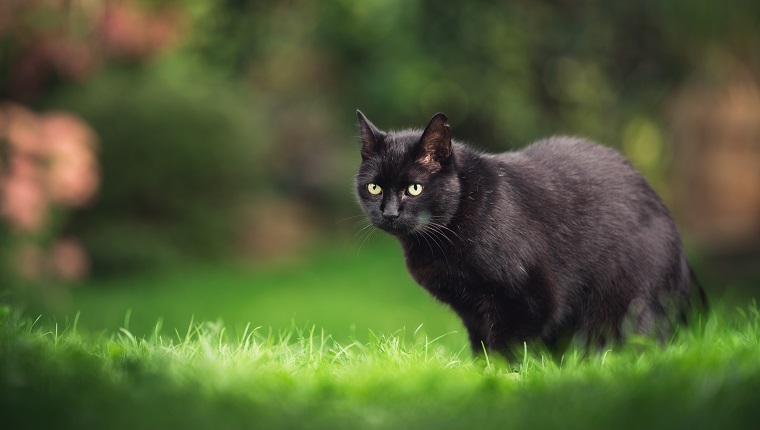 schwarze Hauskatze Kurzhaar mit Ohrkerbe steht auf Wiese mit Pflanzen im Hintergrund