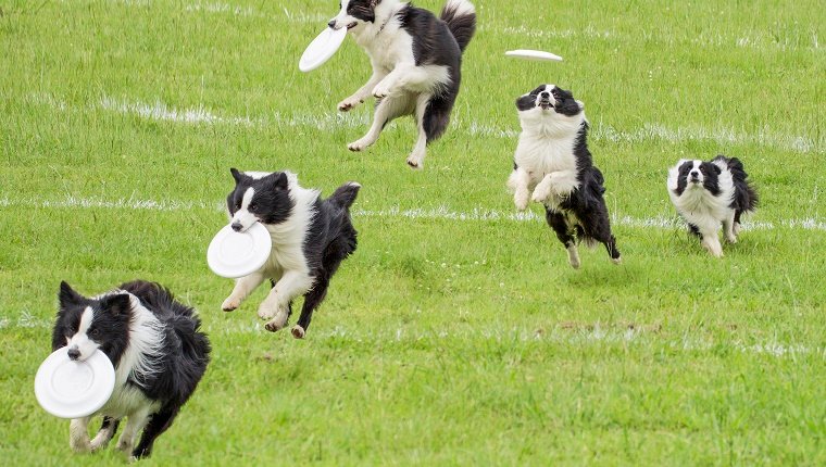 The isolated motion of frisbee dog on the grass in a sunny day.