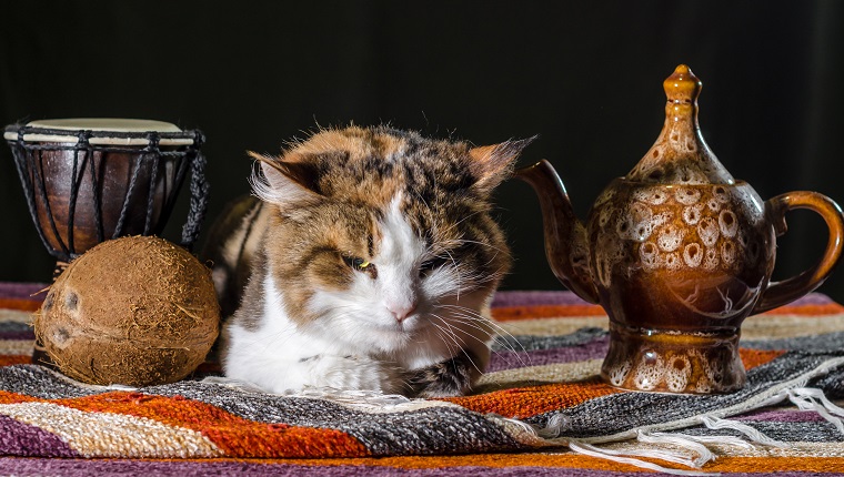 unzufriedene Katze mit einer Kesseltrommel-Djembe und Kokosnuss auf einem bunt gestreiften Teppich