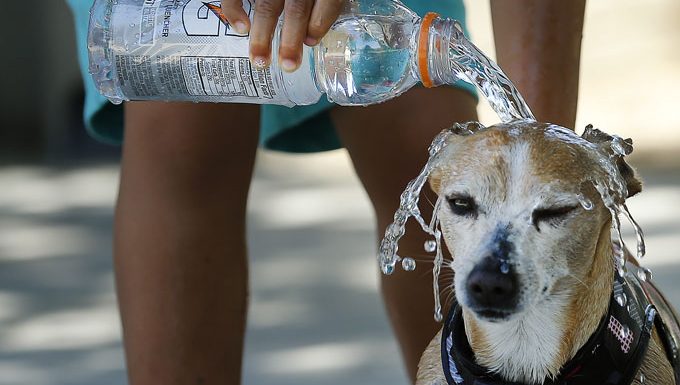 Mensch gießt Wasser auf Hundekopf