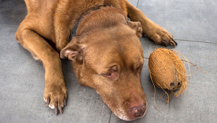 Brauner Labrador-Hund, der auf grauem Fliesenboden legt. Hund, der mit Kokosnuss spielt