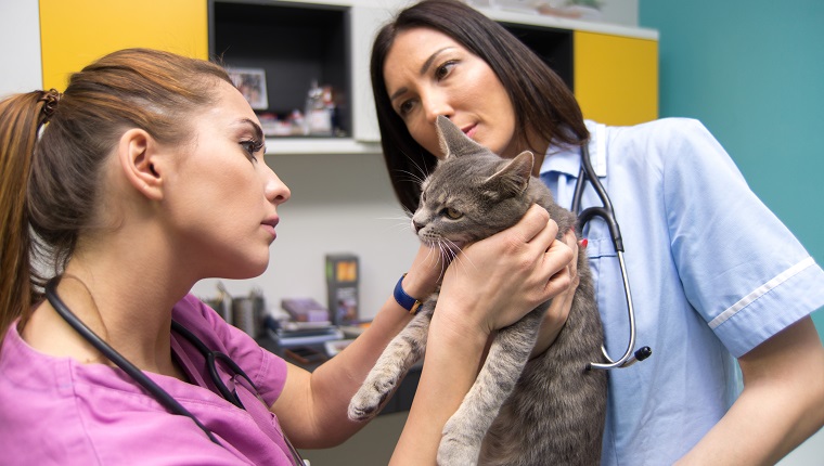 Weibliche Tierärzte untersuchen Katze im Tierkrankenhaus.