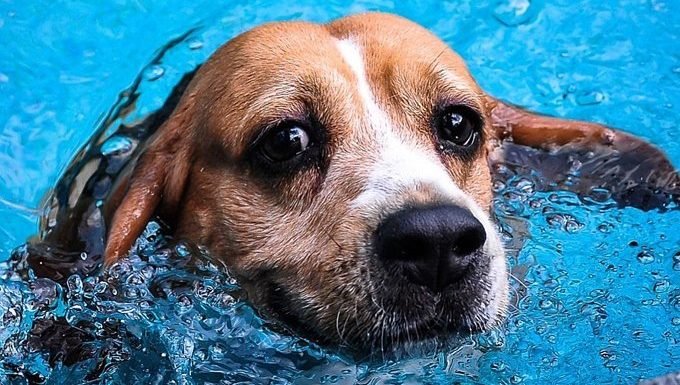 Hund schwimmt im Pool