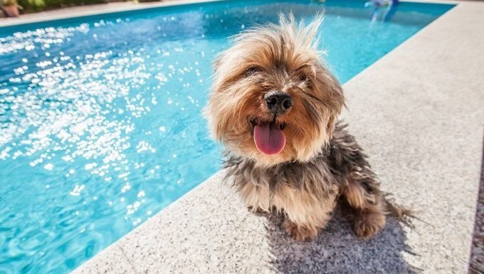 Hundesitting am Pool