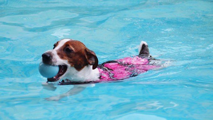 Hund schwimmt mit Ball im Pool