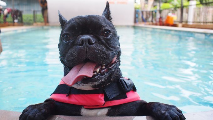 Hund mit Schwimmweste im Pool