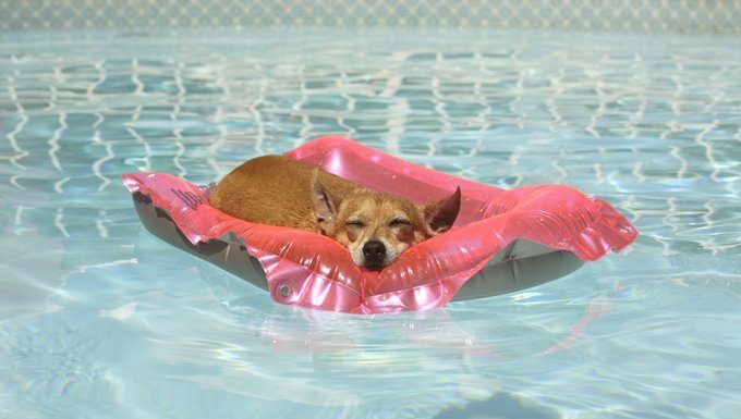 Hund schläft auf einem Floß im Pool