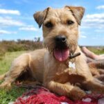 Nationaler Picknickmonat: 9 Tipps für ein lustiges und sicheres Picknick mit Ihrem Hund