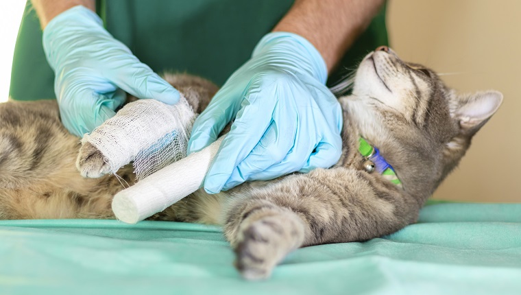 Traurige graue Katze mit gebrochenem Bein bei der Tierarztpraxis. Männlicher Arzt Tierarzt mit Stethoskop verbindet die Pfote der grauen Katze in der Tierklinik.