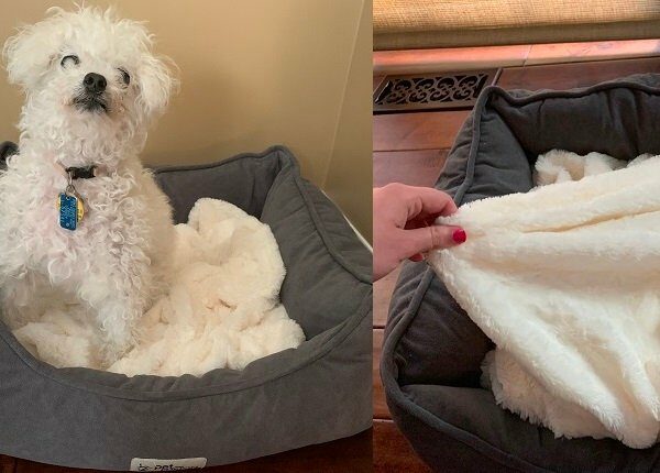 DogTime Review: Kann das "PetFusion Calming Cuddler Hundebett" meinem älteren Hund beim Schlafen und Spielen helfen?