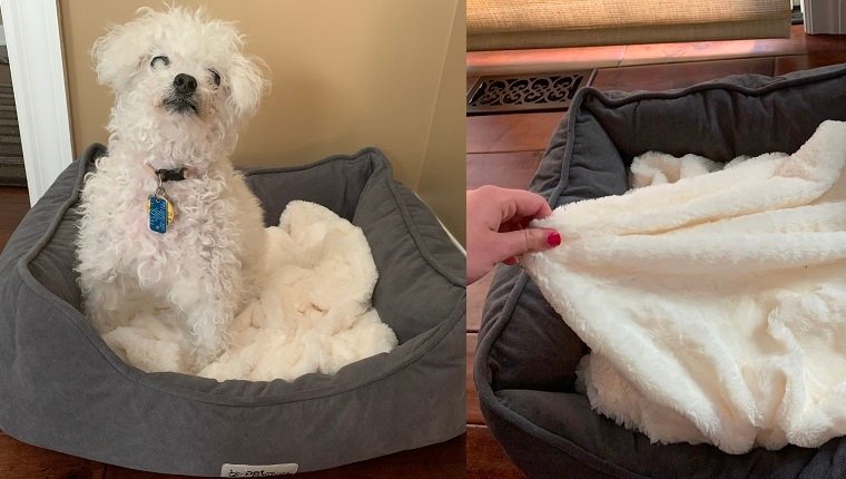 DogTime Review: Kann das "PetFusion Calming Cuddler Hundebett" meinem älteren Hund beim Schlafen und Spielen helfen?