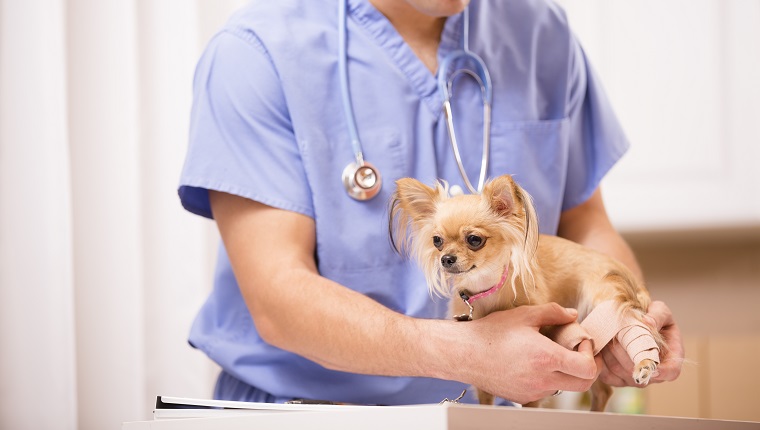Der süße Chihuahua-Hund bekommt von einem netten Arzt lateinamerikanischer Abstammung ihr verletztes Bein verbunden. Arztpraxis oder Tierklinik.