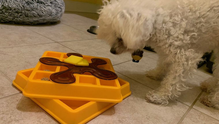 Leia untersucht ihr neues Puzzle-Leckerei-Spielzeug