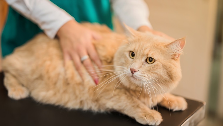 Gelbe Maine Coon Katze beim Tierarztbesuch.