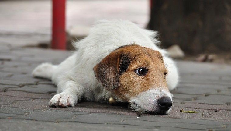 Einsamer Hund, der auf dem Bürgersteig liegt.