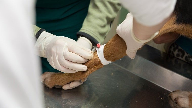 Tierarzt untersucht einen Hund aus einem Tierheim. Bluttest