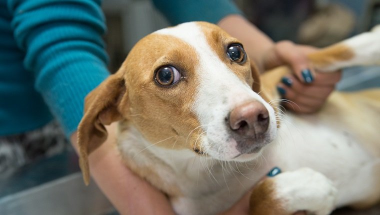Tierarzt untersucht einen Hund aus einem Tierheim.