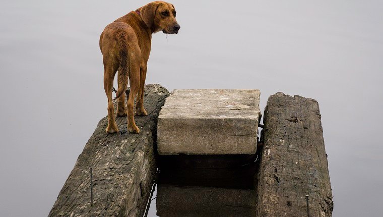 Einsamer Hund auf WatchLone Dog auf Watch