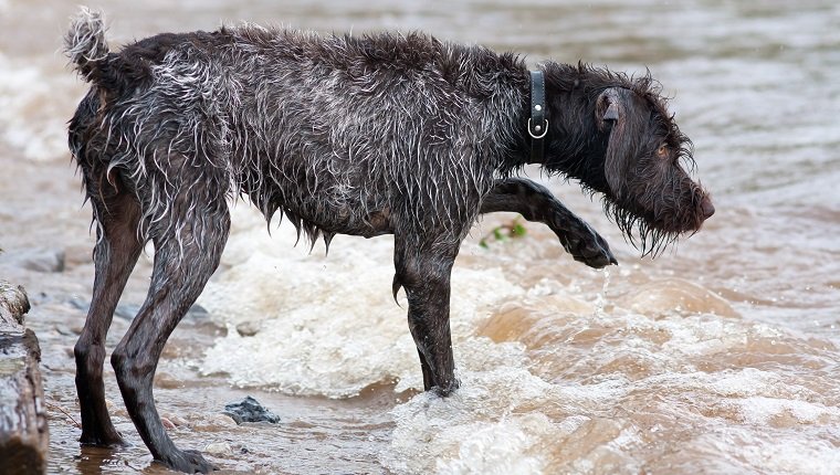 Jagdhund Deutscher Drahthaarzeiger auf dem Fluss