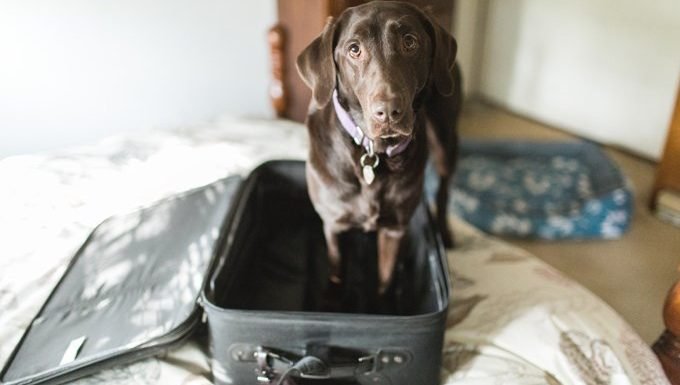 dog standing in suitcase ready to travel