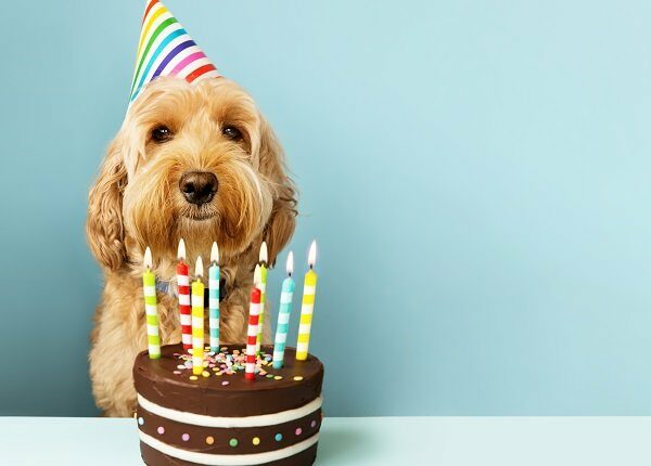 Funny dog with birthday cake and hat