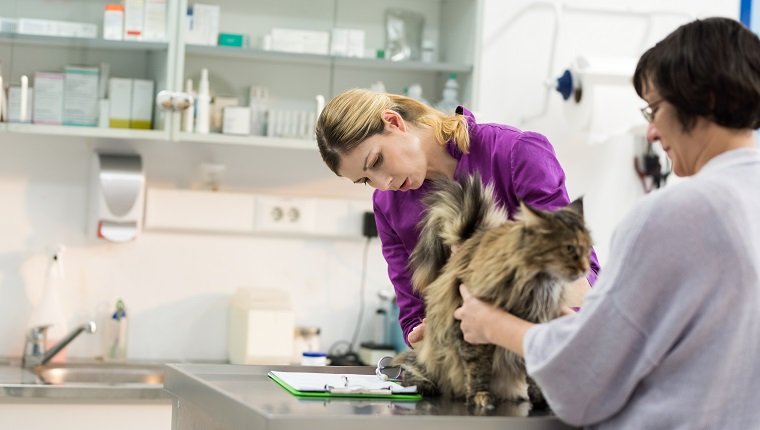 Tierarzt untersucht Hauskatze
