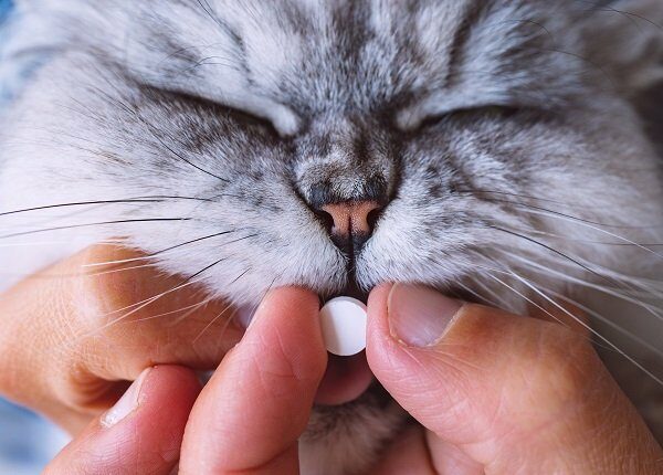 Owner giving a pill or tablet to his sick cat. Medicines for animals. Anthelmintic for pets. High quality photo