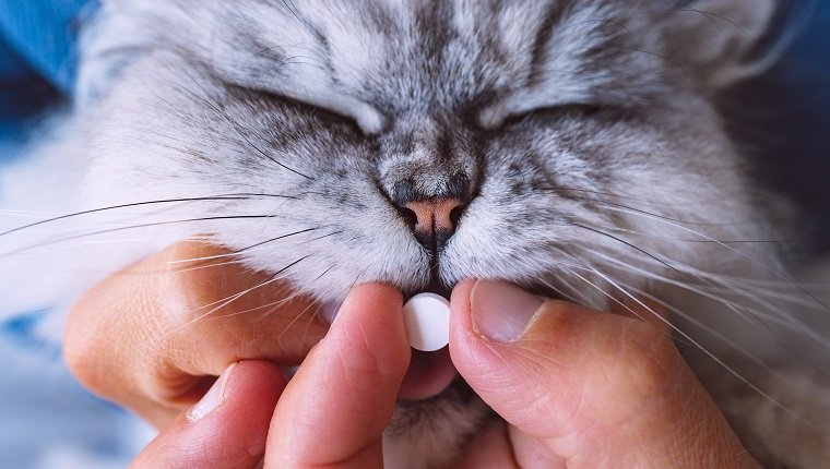 Dramamine für Katzen Verwendung, Dosierung und Nebenwirkungen