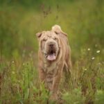 Portrait of a Shar pei breed dog on a walking on a field. Green grass background