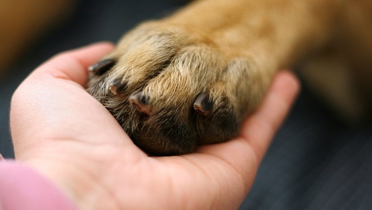 Dog paw in a human hand.
