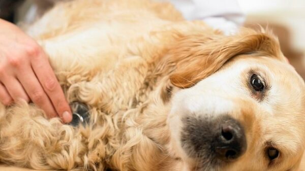 Hyperthyreose bei Hunden Symptome, Ursachen und Behandlungen