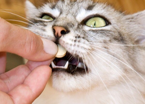 Gray striped cat eats a pill from the hand of the owner