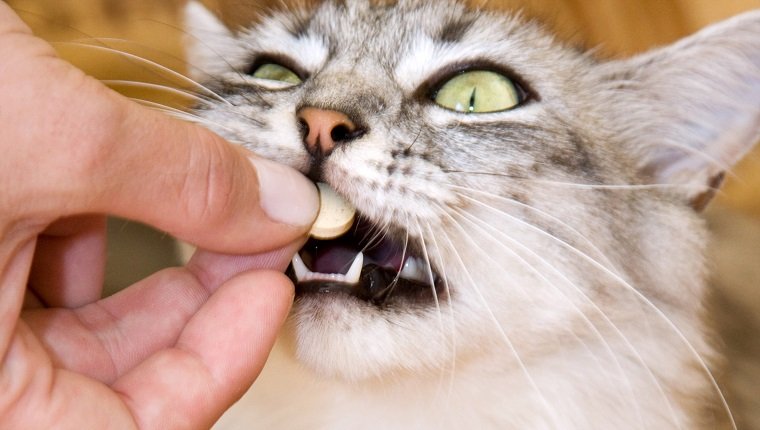 Grau gestreifte Katze isst eine Pille aus der Hand des Besitzers